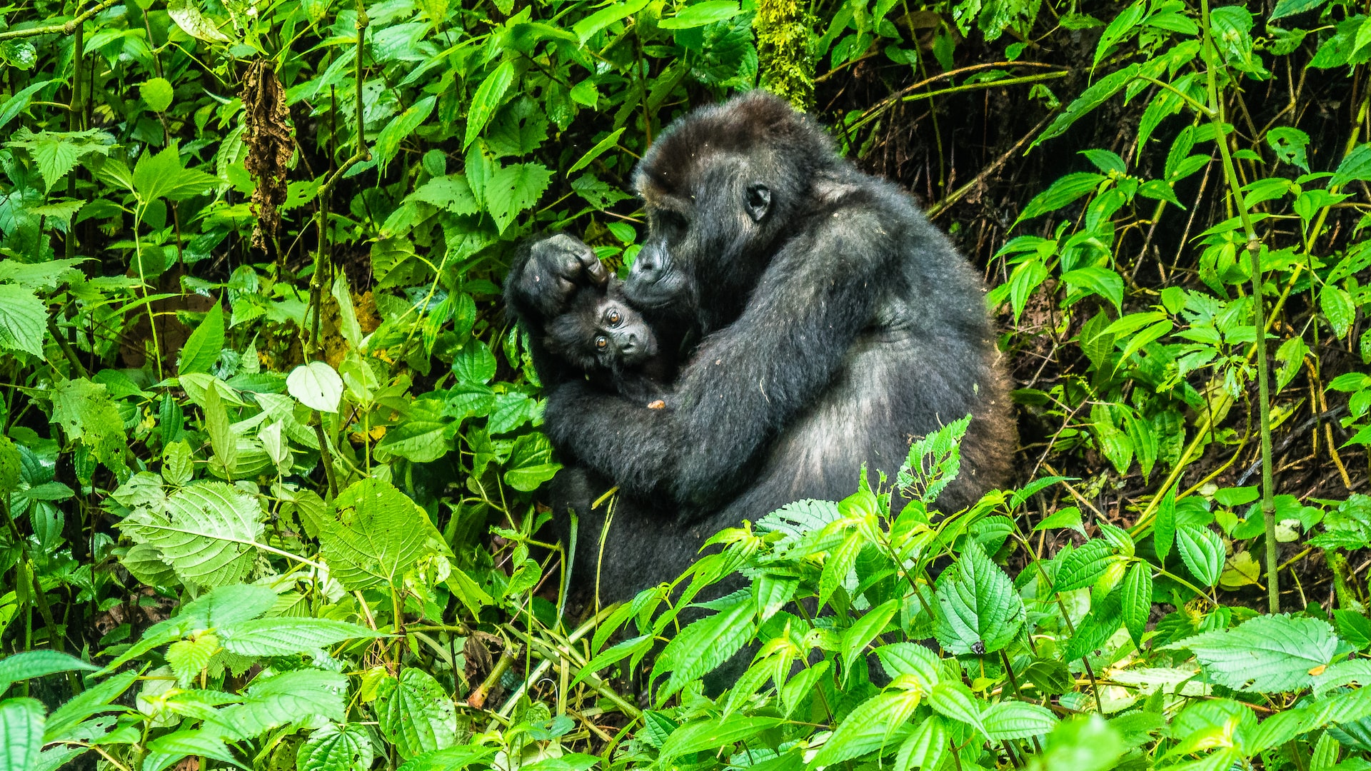 Gorilla Trekking in Congo