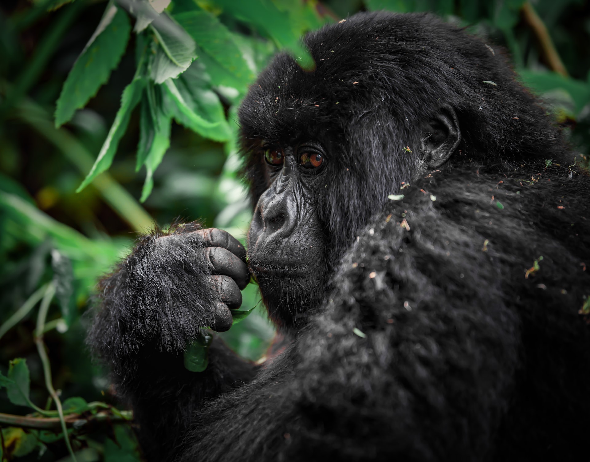 Gorilla Trekking Companies in Uganda, Rwanda and Congo