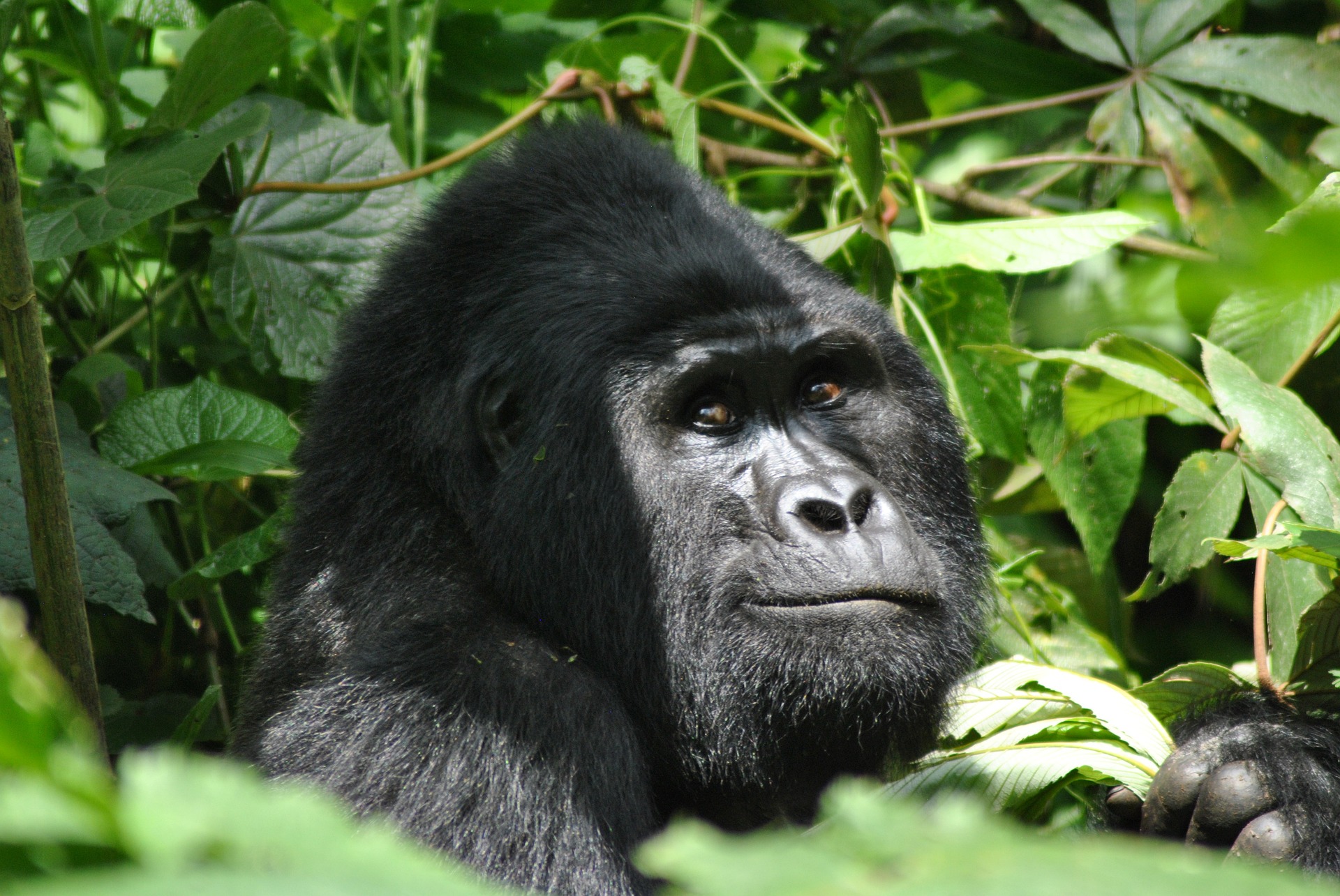 Mountain Gorillas in Mgahinga National Park