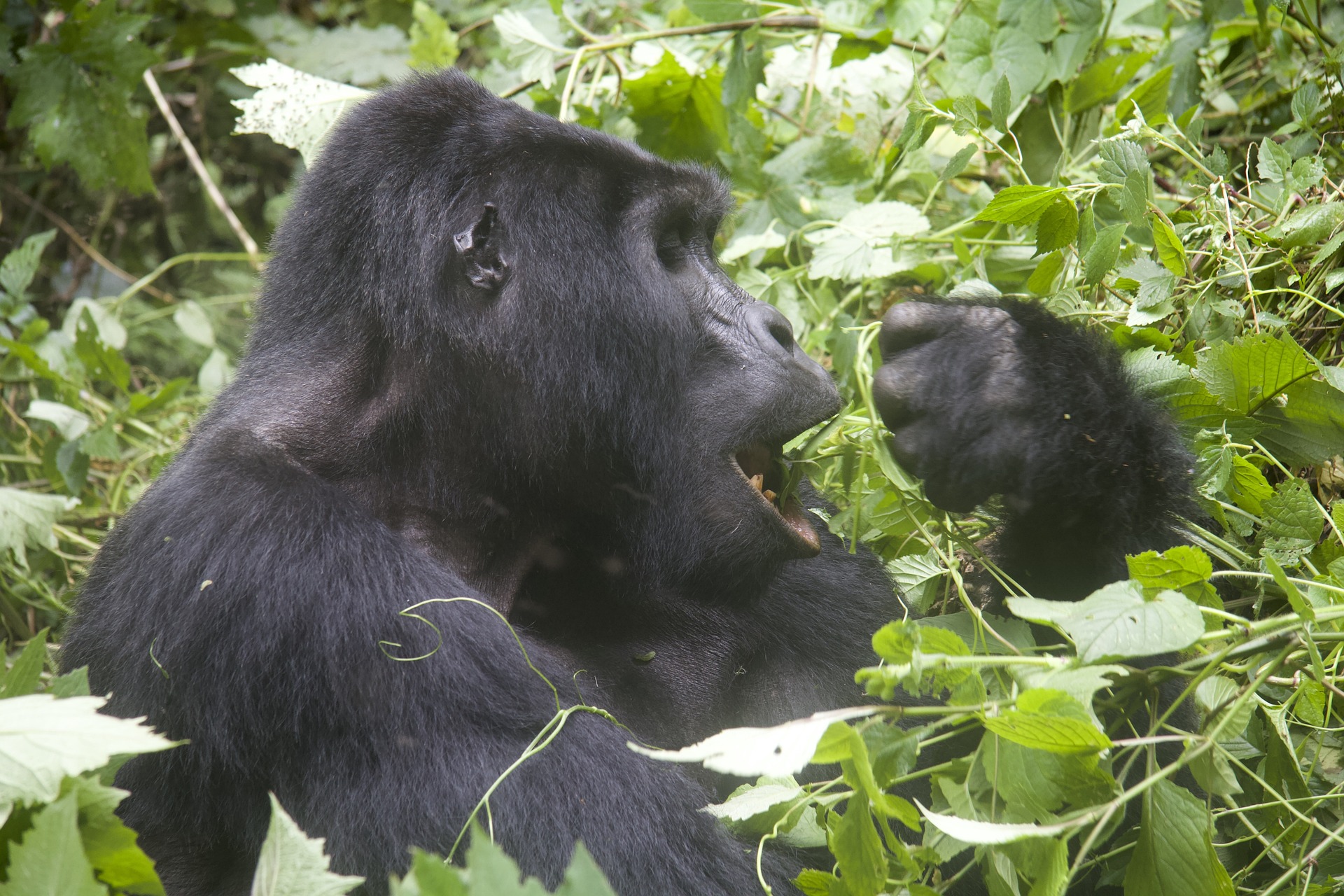 Mgahinga Mountain Gorilla