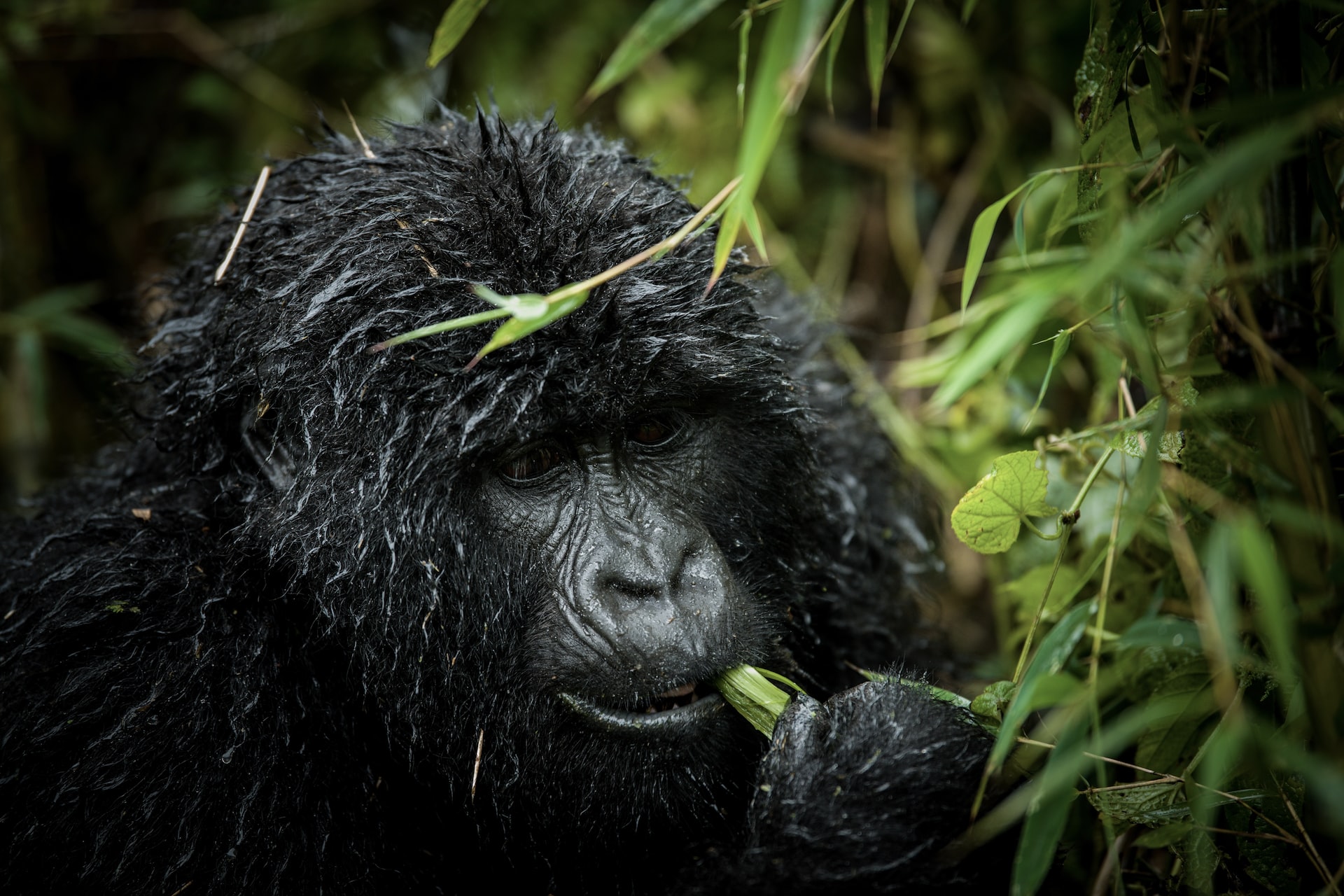 Gorilla Trekking in Congo