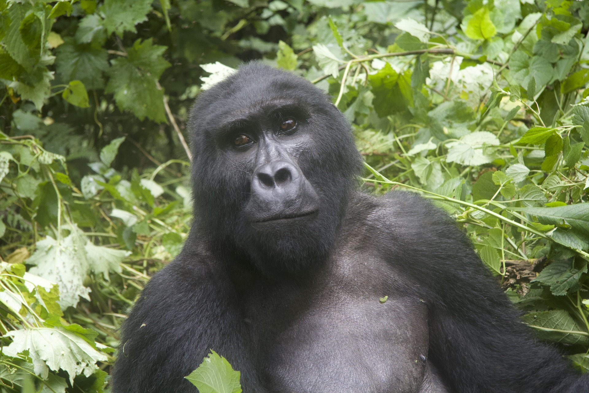 Gorilla Trekking in Uganda