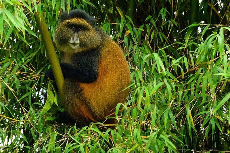 Golden Monkey Tracking in Mgahinga National Park