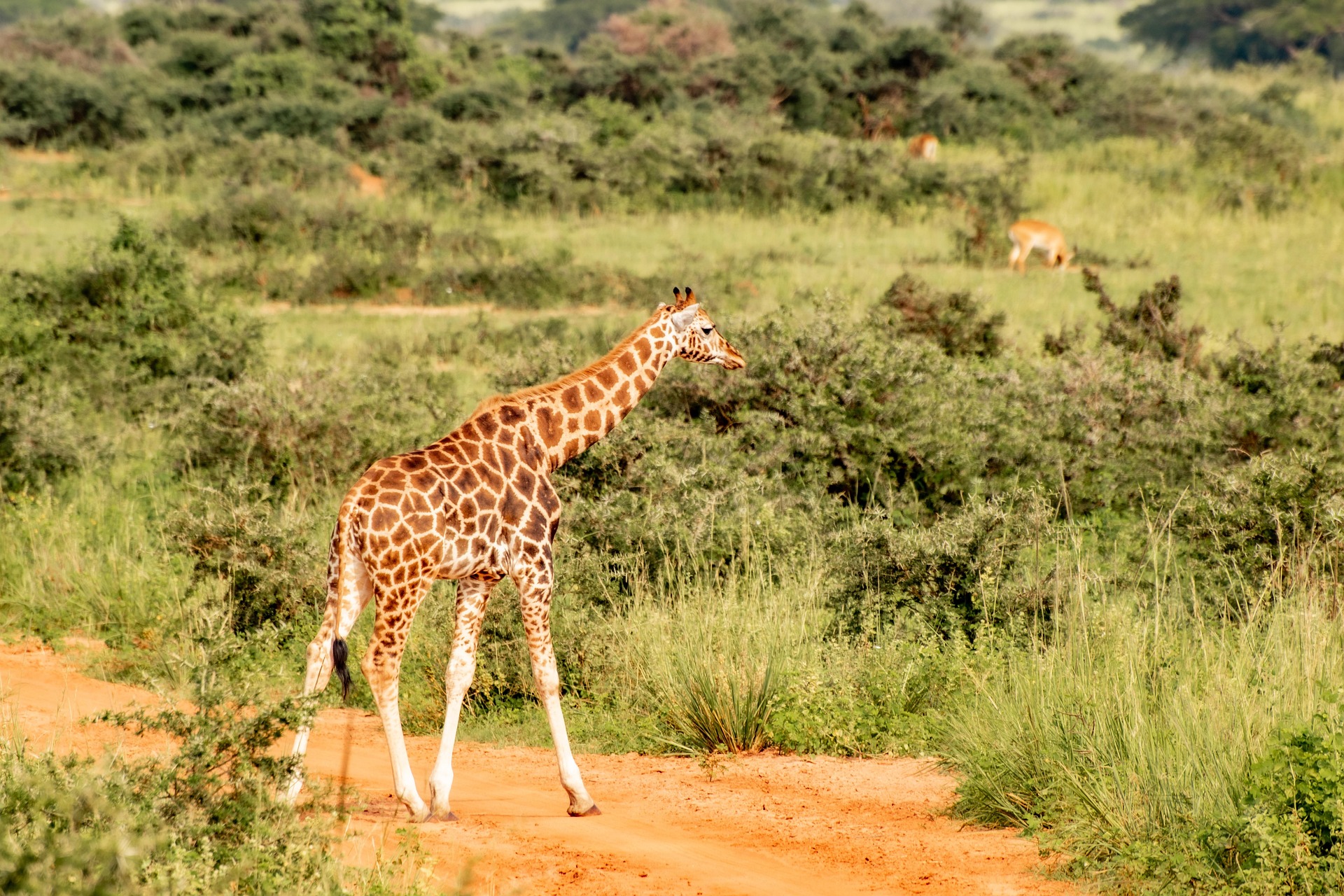 Uganda Wildlife safaris