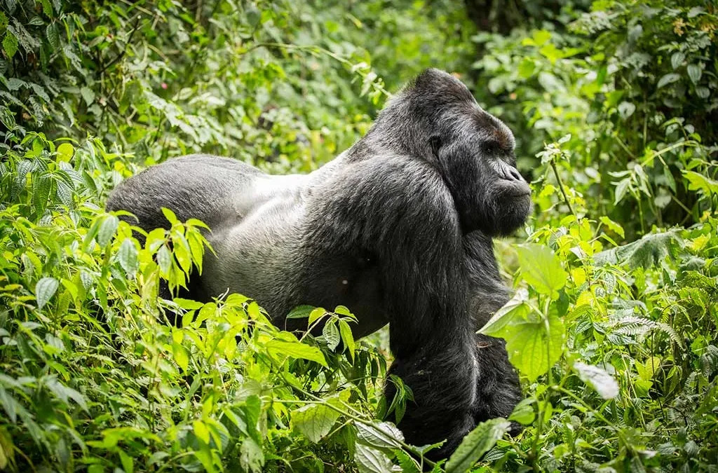 Luxury Gorilla Trekking in Uganda, Rwanda & Congo