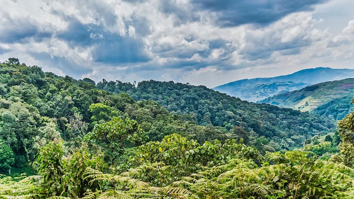 Luxury Gorilla Trekking in Uganda, Rwanda and Congo