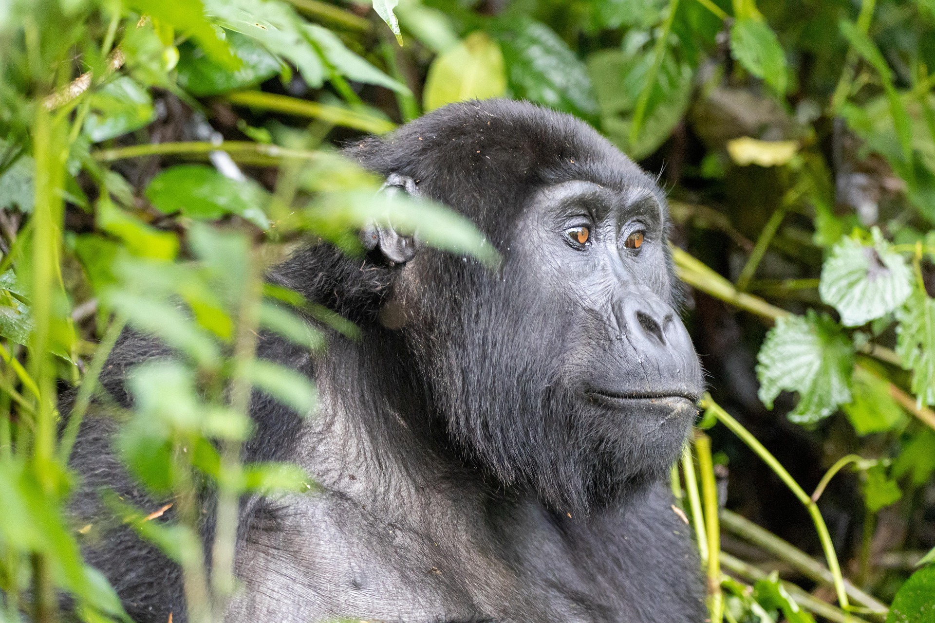 Gorilla Trekking from Kigali in Bwindi Impenetrable National Park