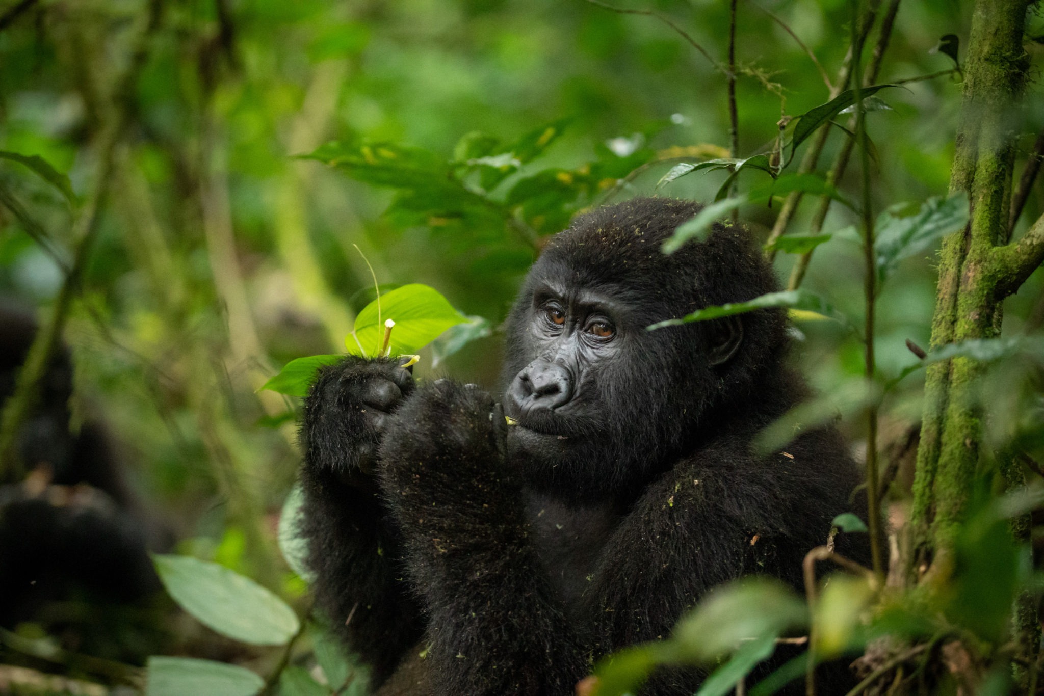 Gorilla Trekking from Kigali in Bwindi Impenetrable National Park